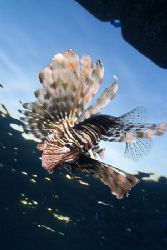Lion fish hunting in the early morning.
Sharks bay. D200... by Derek Haslam 
